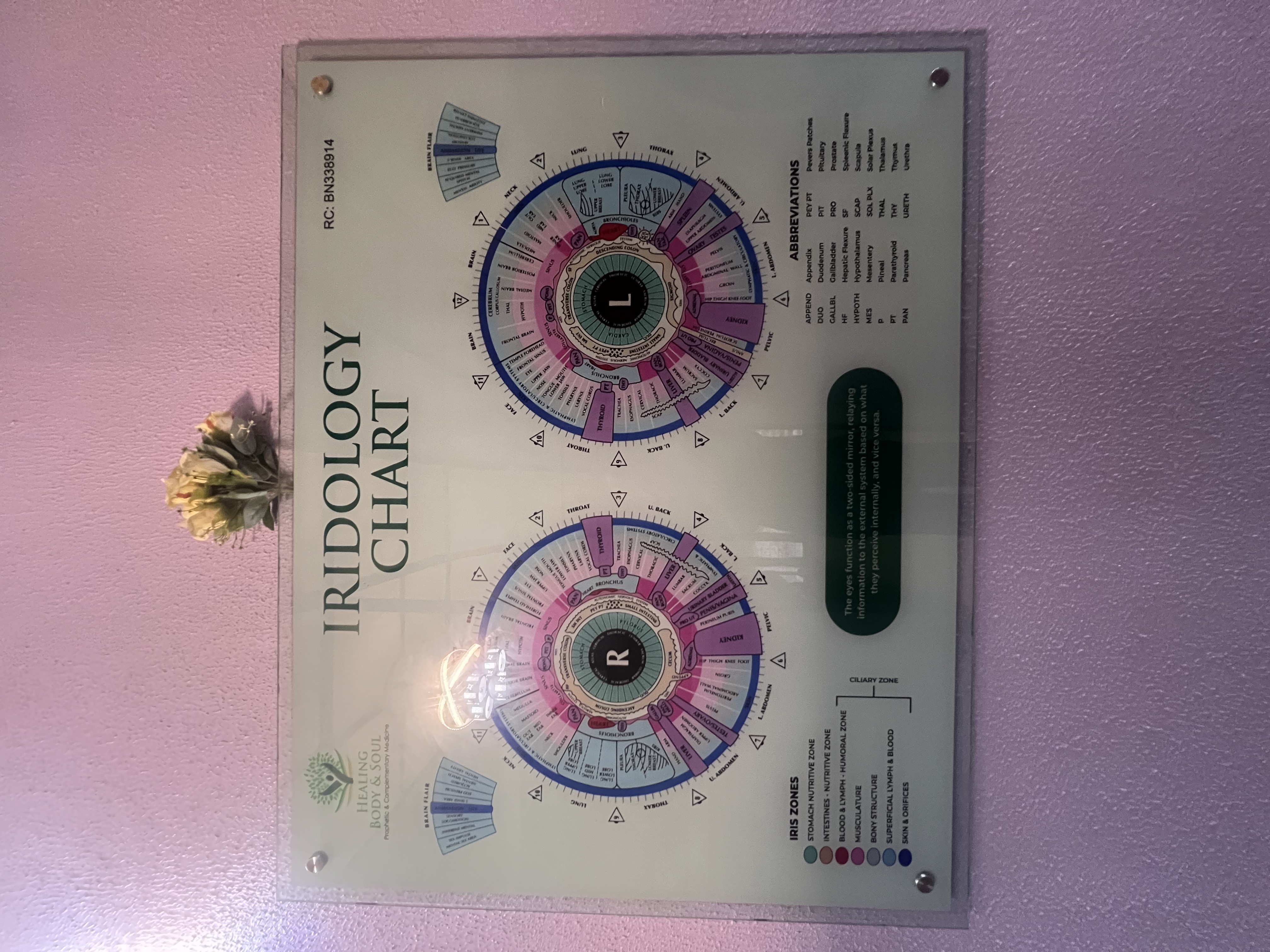 Iridology Chart